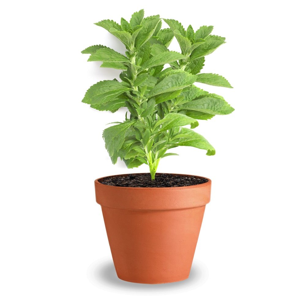 Junge Stevia Pflanze im Topf