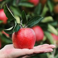 Apple Pectin | 100% Vegan | Alternative to Gelatine | 10 x 125g
