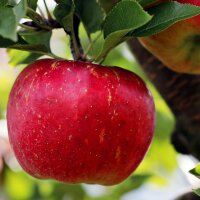 Apple Pectin | 100% Vegan | Alternative to Gelatine | 10 x 125g