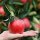 Pectine de Pomme | 100% végétalien | alternative à la gélatine | 10x125g